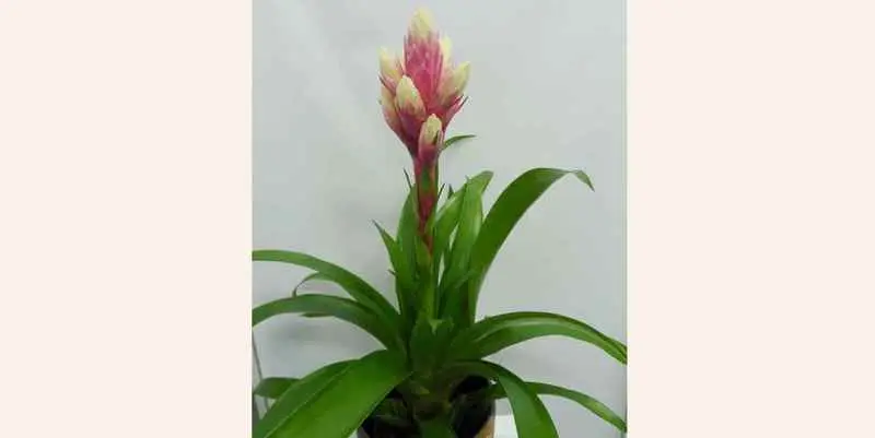 Гузмания Кэнди