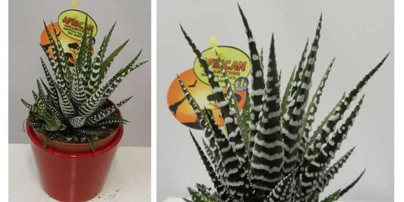 Хавортия Биг Бенд 