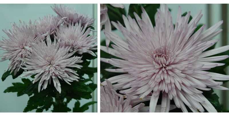 Спайдер Пинк 