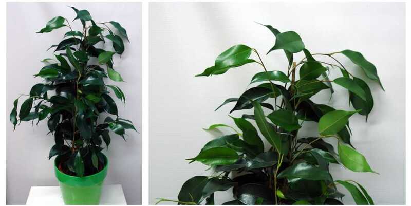 Фикус Бенжамина Даниэль Д15