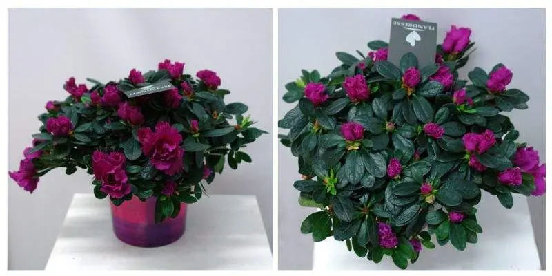 Азалия Фламенко Д12