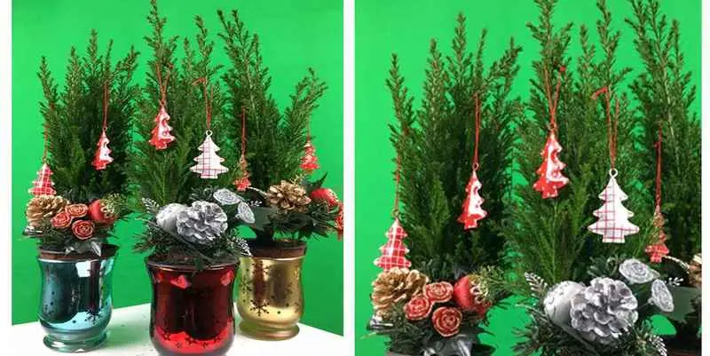 Новогодняя Композиция Кипарис 