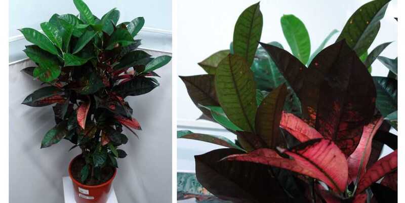 Кодиеум Миссис Абстон Д27 Н90