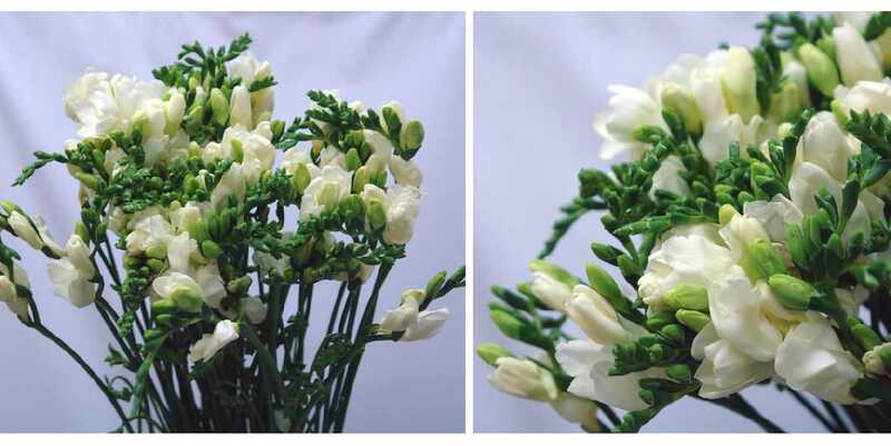 Фрезия Амбианц