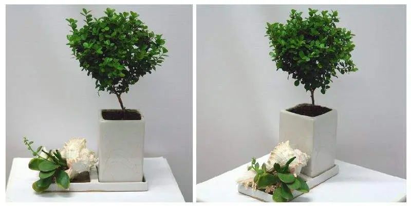 Композиция Мирсина