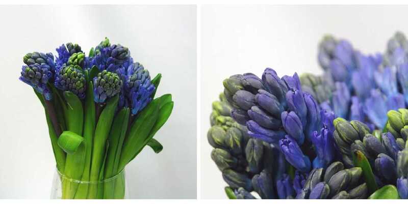 Гиацинт Делф Блю