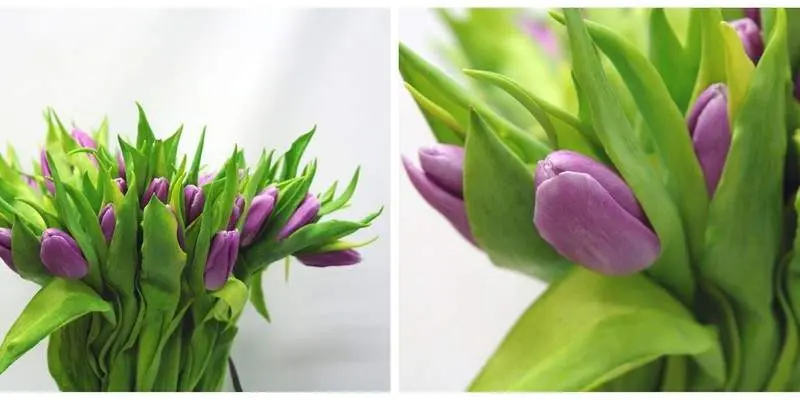 Тюльпан Дунай