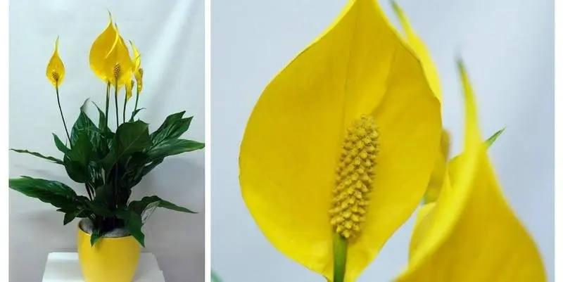 Спатифиллум (кашпо керамика) Д16 Н60