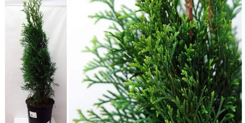 Туя Западная Смаград Д21 Н90