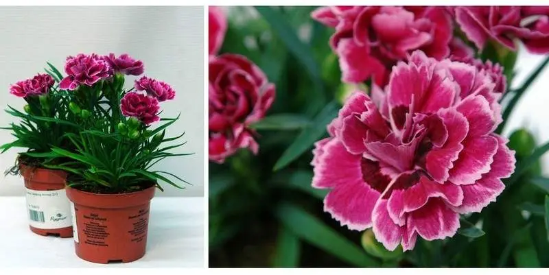 Гвоздика Санфлор Аллюр Д12