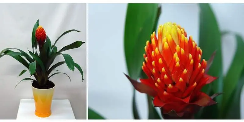 Гузмания Д12 Н40