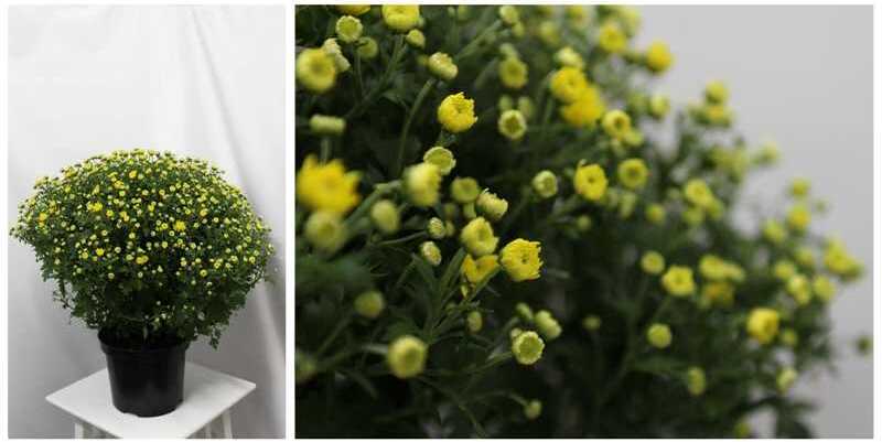 Хризантема Шар Д19 Н55