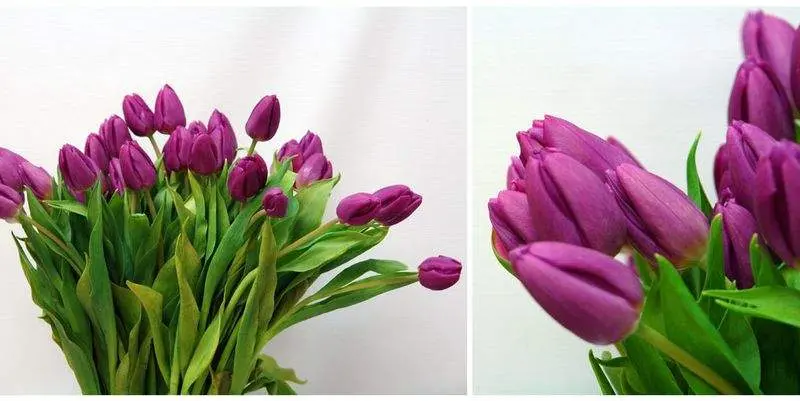 Тюльпаны Пепл Принц