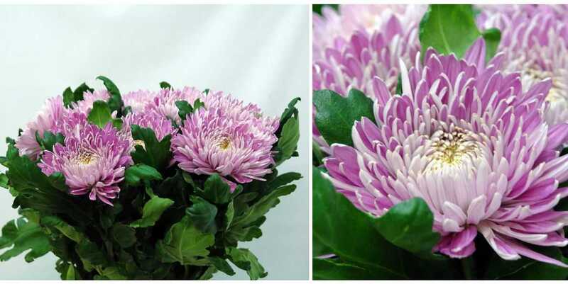 Пандион Роз