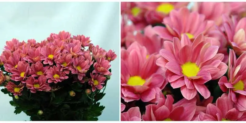 Гранд Черри