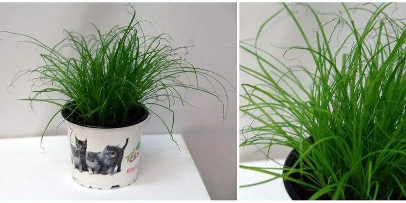 Трава для кошек Д12