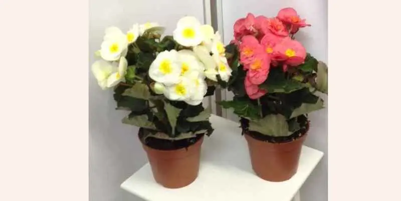 Бегония Элатиор Санни Д15